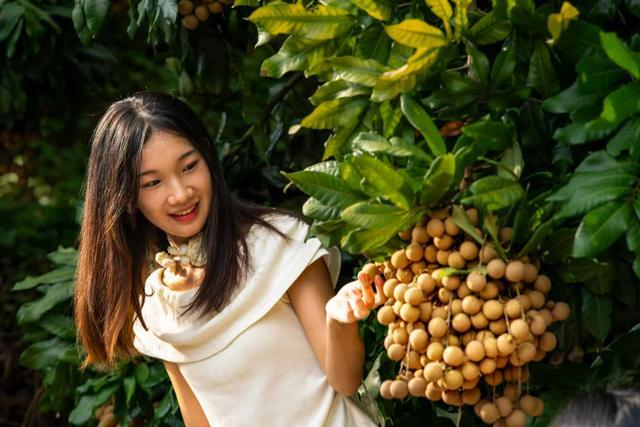 “丰饶同安·穗满银城”同安凤梨穗龙眼推广